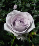 090515rose.jpg