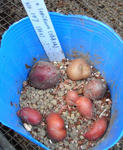 090517tubers.jpg
