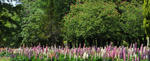 090518lupinas.jpg