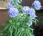 090520giria.jpg