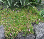 090524carpobrotus2.jpg