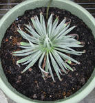 090527echium.jpg