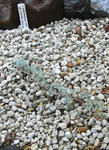 090605polyphyllum9.jpg