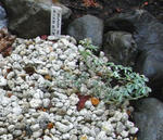 090605polyphyllum7.jpg