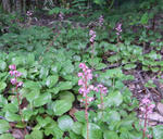 090608benibana.jpg