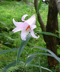 090624sasayuri.jpg
