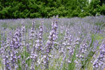 090627lavender3.jpg
