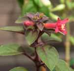 090711fucha.jpg