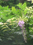090713fuji.jpg