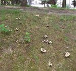 090713kinoko.jpg
