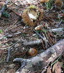 090919kuri.jpg