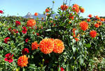 090920dahlia.jpg