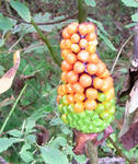 090923mamushi.jpg