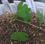 090926smithii.jpg
