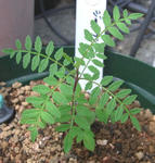 090926jacaranda.jpg