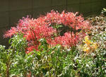 090927higanbana.jpg