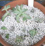 091002yoseue.jpg