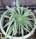 091003echium.jpg