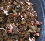 091005erodium1.jpg