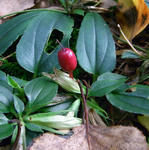 091009tsururindou.jpg