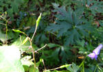 091013tsurifune.jpg