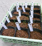 091018germination08.jpg