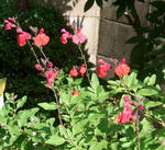 091021cherrysage.jpg