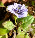 091022nolana.jpg