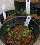 091025lepi36.jpg