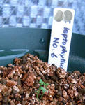 091028leptophyllum.jpg