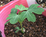 091029canary.jpg