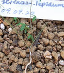 091030lepidum.jpg