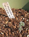 091101polyphyllum.jpg