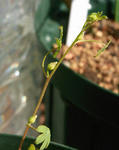 091104smithii.jpg