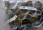 091106speciosum.jpg