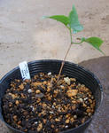 091108clematis.jpg