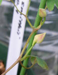 091111smithii_1.jpg