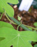091111smithii_2.jpg