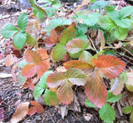 091113strawberry1.jpg