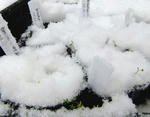 091117snow2.jpg