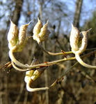 091120torikabuto.jpg