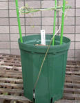 091125pentaphyllum.jpg