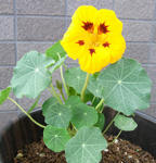 091126majus.jpg