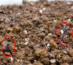 091128polyphyllum2.jpg