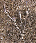 091128polyphyllum1.jpg