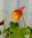 091130smithii.jpg
