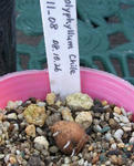 091202polyphyllum.jpg