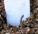 091205polyphyllum.jpg