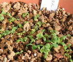 091207meconopsis.jpg