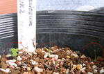 091212jspeciosum.jpg